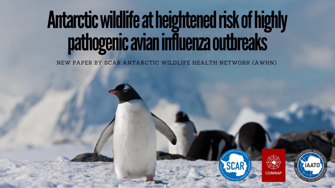 Antarctic wildlife: Risk of Avian Influenza
